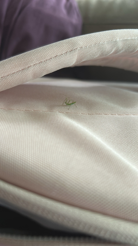 Pale Green Assassin Bug
