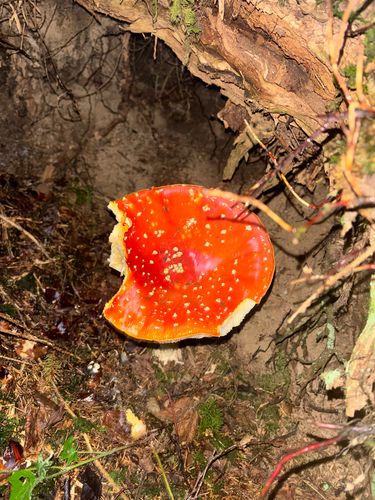 Fly Agaric