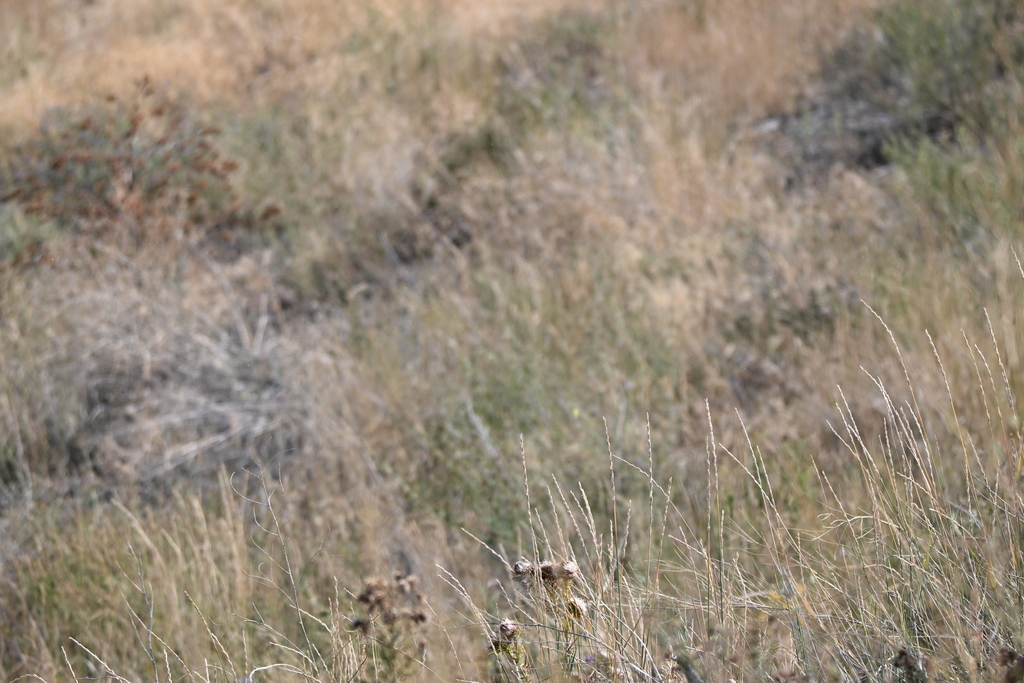 Pseudoroegneria spicata; photograph (c) Liam Steele, some rights reserved (CC BY)