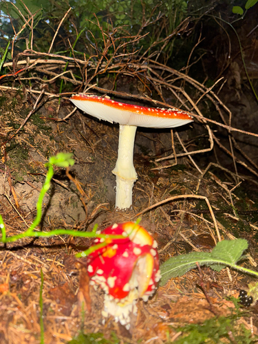 Fly Agaric