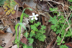 Oxalis lanata, photograph (c) Tony Rebelo, some rights reserved (CC BY-SA)