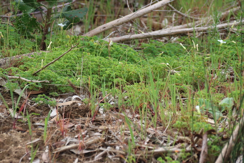 Oxalis lanata, photograph 4
