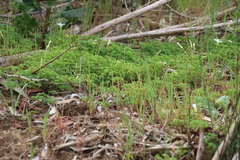 Oxalis lanata, photograph (c) Tony Rebelo, some rights reserved (CC BY-SA)