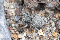 Habronattus amicus