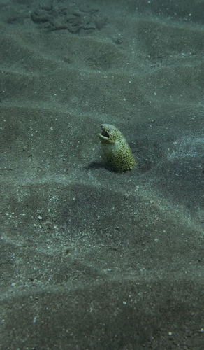 Callechelys marmorata observed 2026-09-05