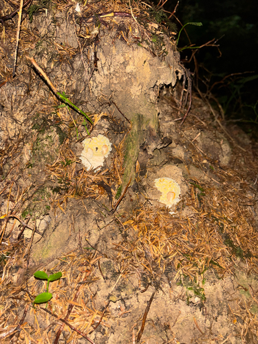 Fly Agaric