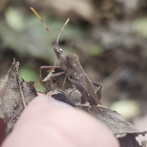 Leptoglossus oppositus