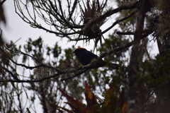 Iridosornis rufivertex