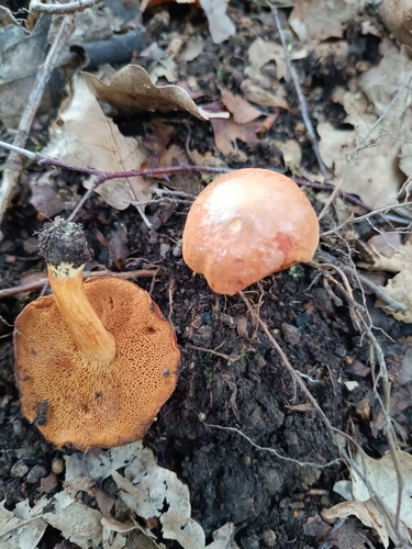 Peppery Bolete