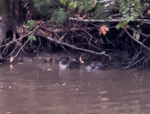 Eurasian Otter