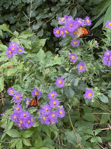 Monarch
