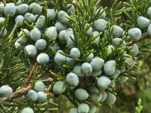 eastern redcedar
