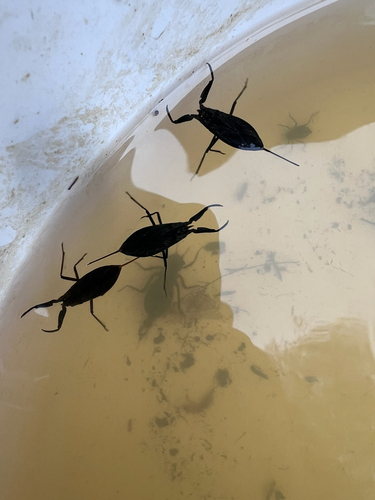 Eurasian Water Scorpion