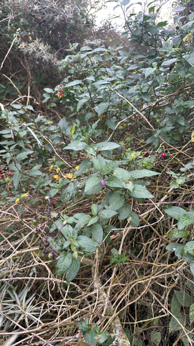 bittersweet nightshade