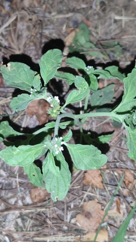 European heliotrope