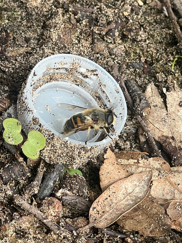 Common Drone Fly