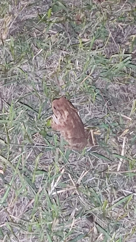 European Toad