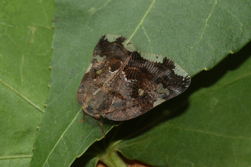 Black planthopper