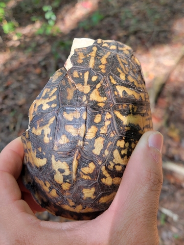 Eastern Box Turtle