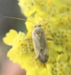 Miridae
