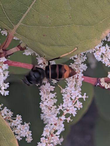 Yellow-legged Hornet