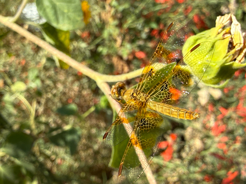 Mexican Amberwing