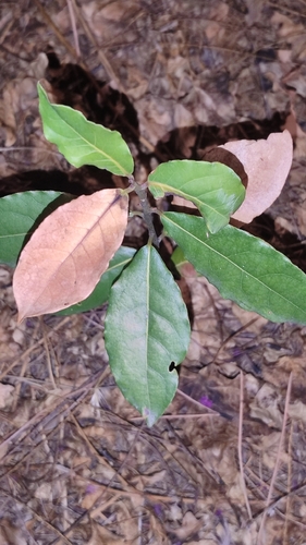 Bay laurel