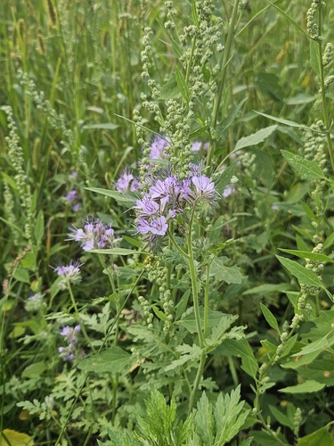 Lacy phacelia