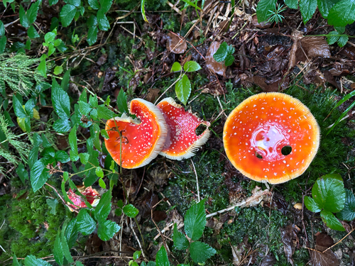 Fly Agaric
