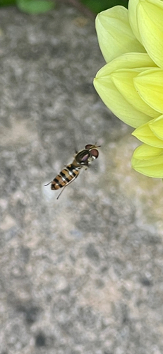 Marmalade Hover Fly
