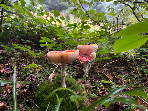 Fly Agaric