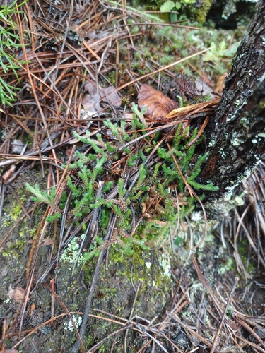 Selaginella rupestris, photograph 1