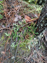 Selaginella rupestris
