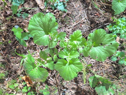 Geum macrophyllum, photograph 5