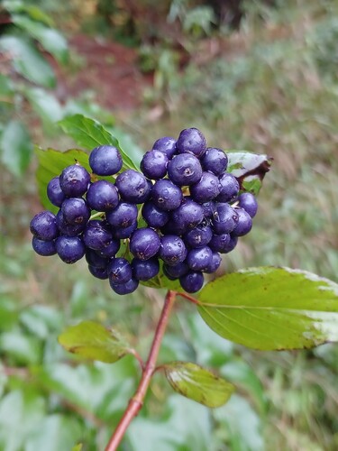 Cornus obliqua, photograph 5