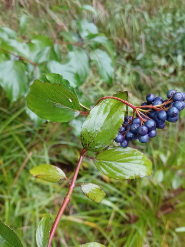 Cornus obliqua, photograph 6