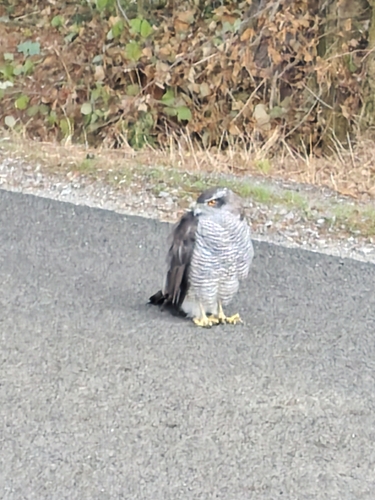 European Goshawk