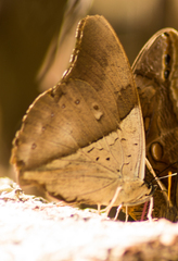Archaeoprepona amphimachus