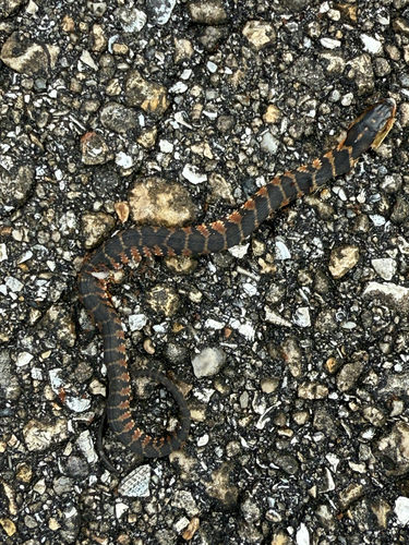 Florida Watersnake