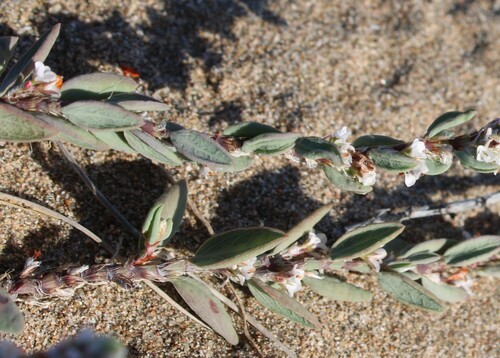 Sea Knotgrass