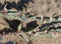 (c) Lídia Carrera, some rights reserved (CC BY) Polygonum maritimum, photograph (c) Lídia Carrera, some rights reserved (CC BY)