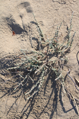 Polygonum maritimum, photograph 6