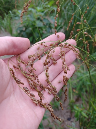 Glyceria canadensis, photograph 5