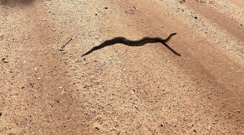 Eastern Hognose Snake