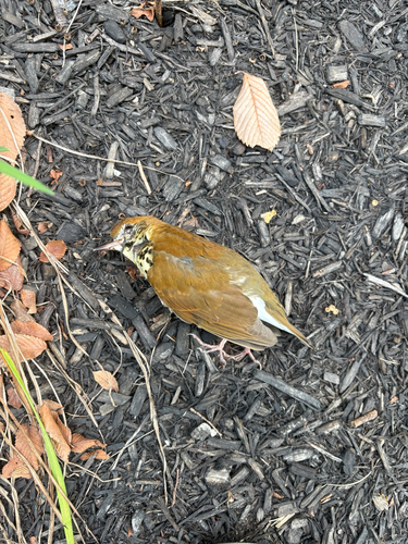 Wood Thrush
