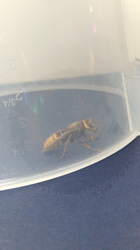 European Hornet