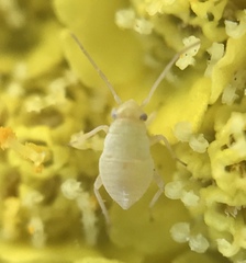 Miridae