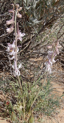 Delphinium wootonii