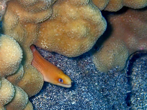 Gymnothorax melatremus observed 2026-09-10