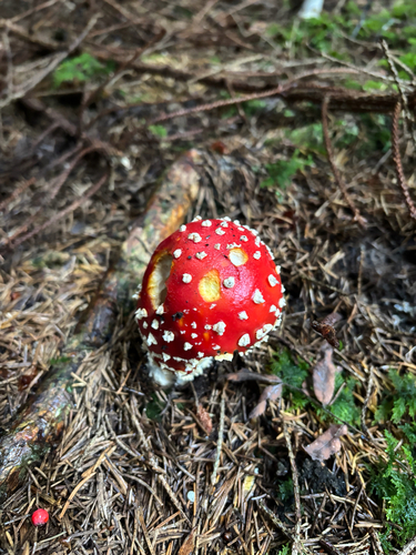 Fly Agaric